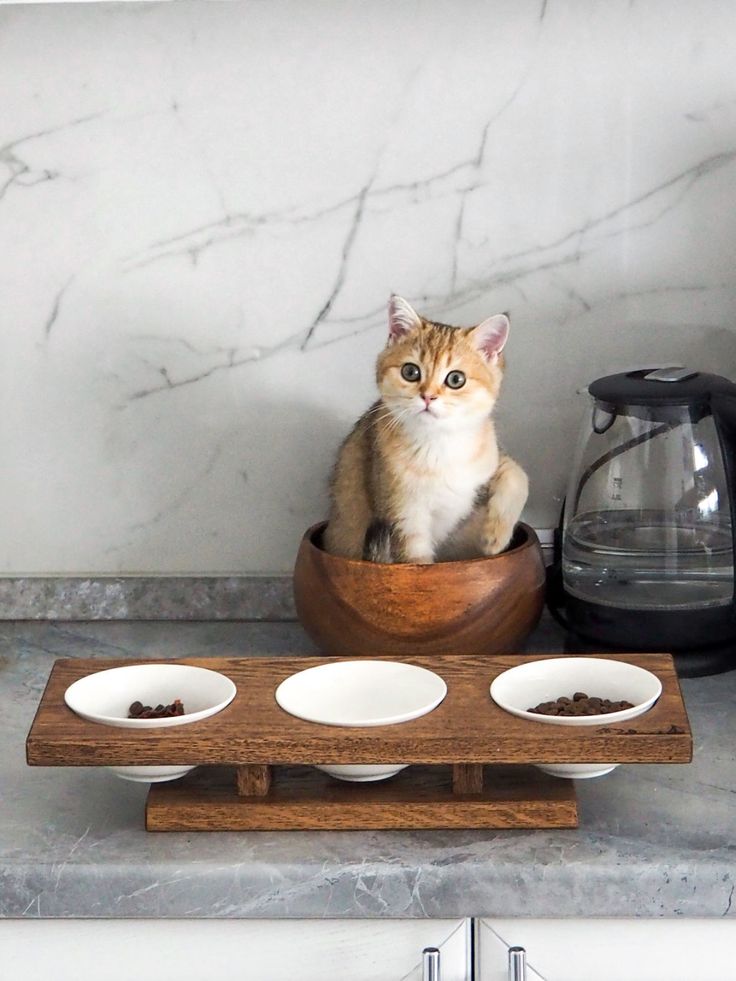 a cat sitting in a wooden bowl on top of a counter next to three bowls