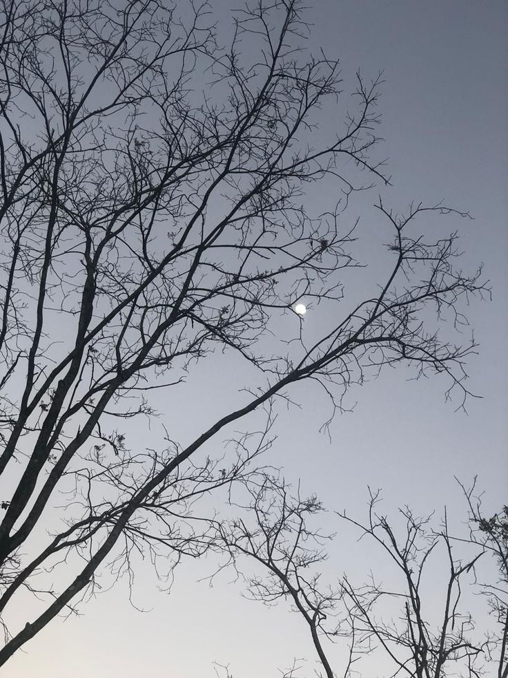 the moon is seen through some bare trees