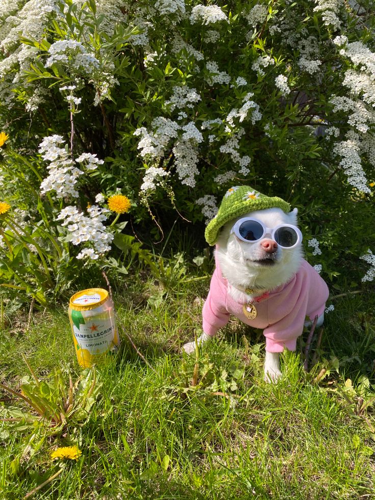 a dog wearing sunglasses and a hat sitting in the grass next to some white flowers