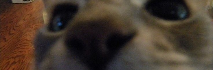 a close up view of the nose of a cat looking at the camera with its eyes wide open