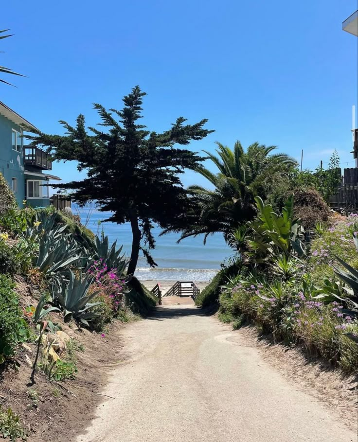 a dirt road leading to the beach with trees on both sides