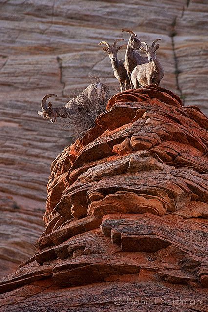 three rams are standing on top of a rock formation in front of a rocky cliff