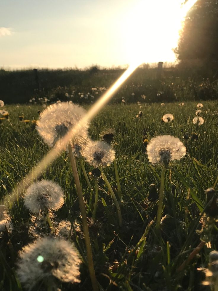 the sun shines brightly behind some dandelions