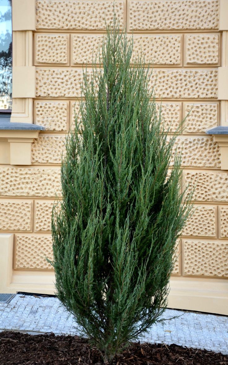 a small green tree sitting in front of a building