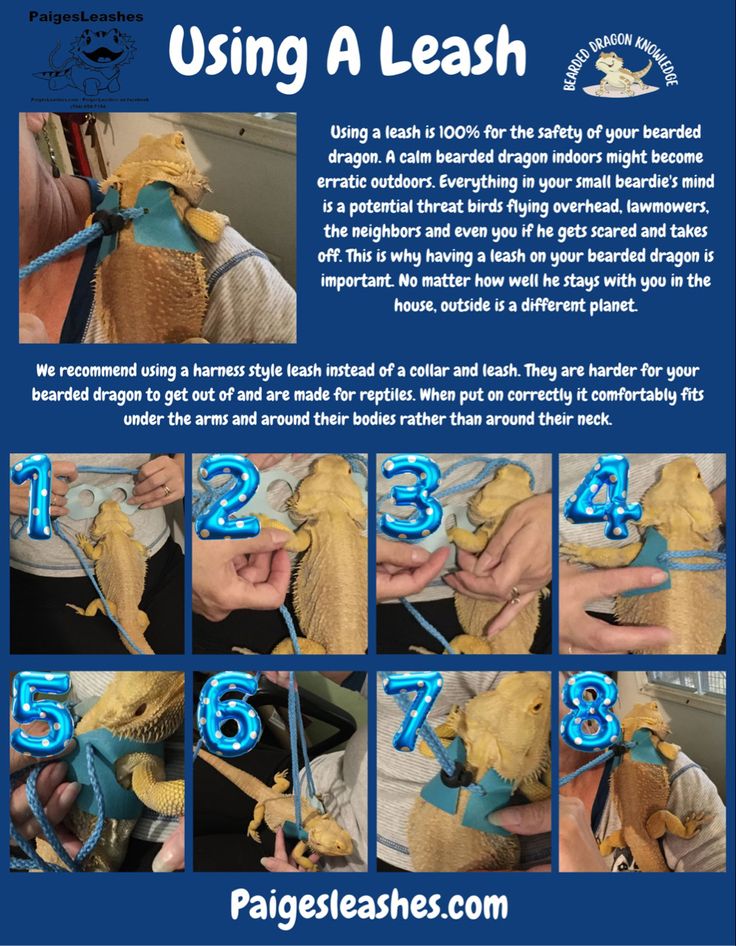 the instructions for how to use a leash with an animal's head and tail