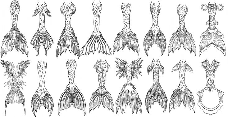 an image of different types of squids in black and white ink, with long tails