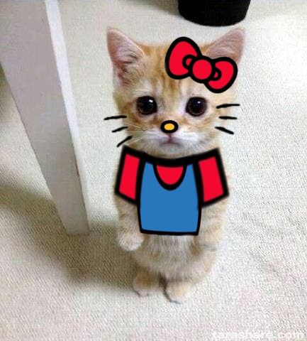 an orange and white cat with a red bow on it's head looking at the camera