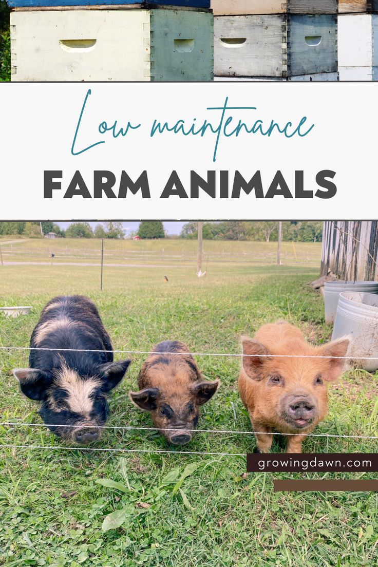 three small pigs behind a fence with text overlay reading low maintenance farm animals