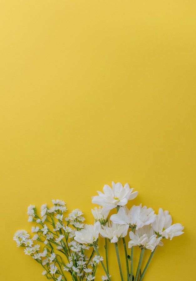 three white flowers are in a vase on a yellow background with space for the text