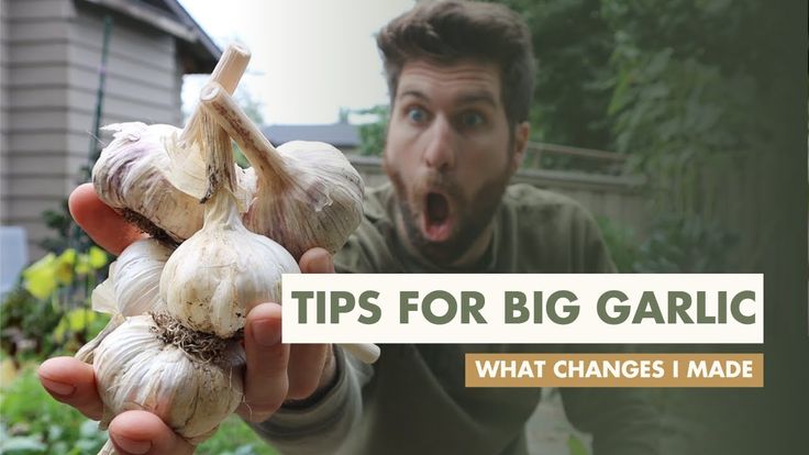 a man holding garlic in his hand with the caption tips for big garlic