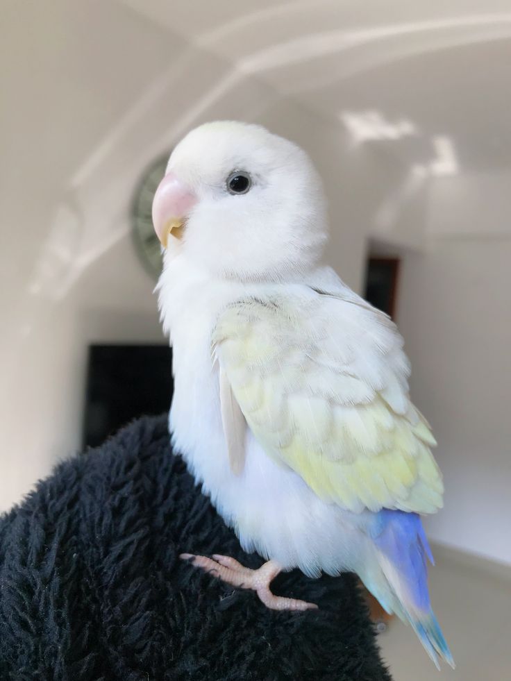 a white and blue bird sitting on top of a person's arm in a room