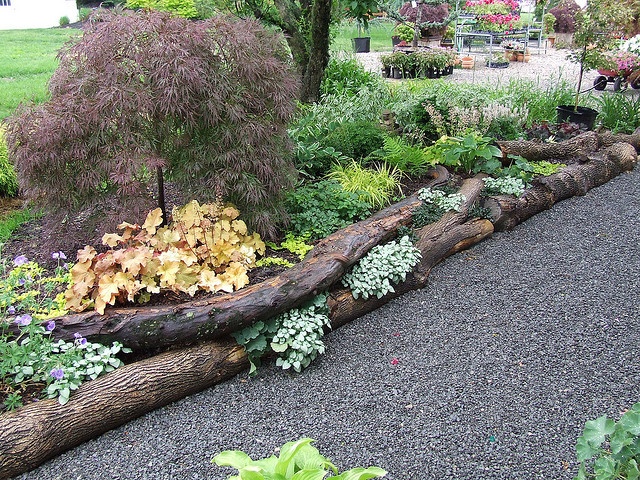 a garden filled with lots of different types of flowers and plants next to a tree