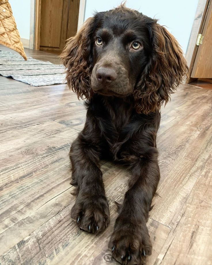 a brown dog laying on top of a wooden floor