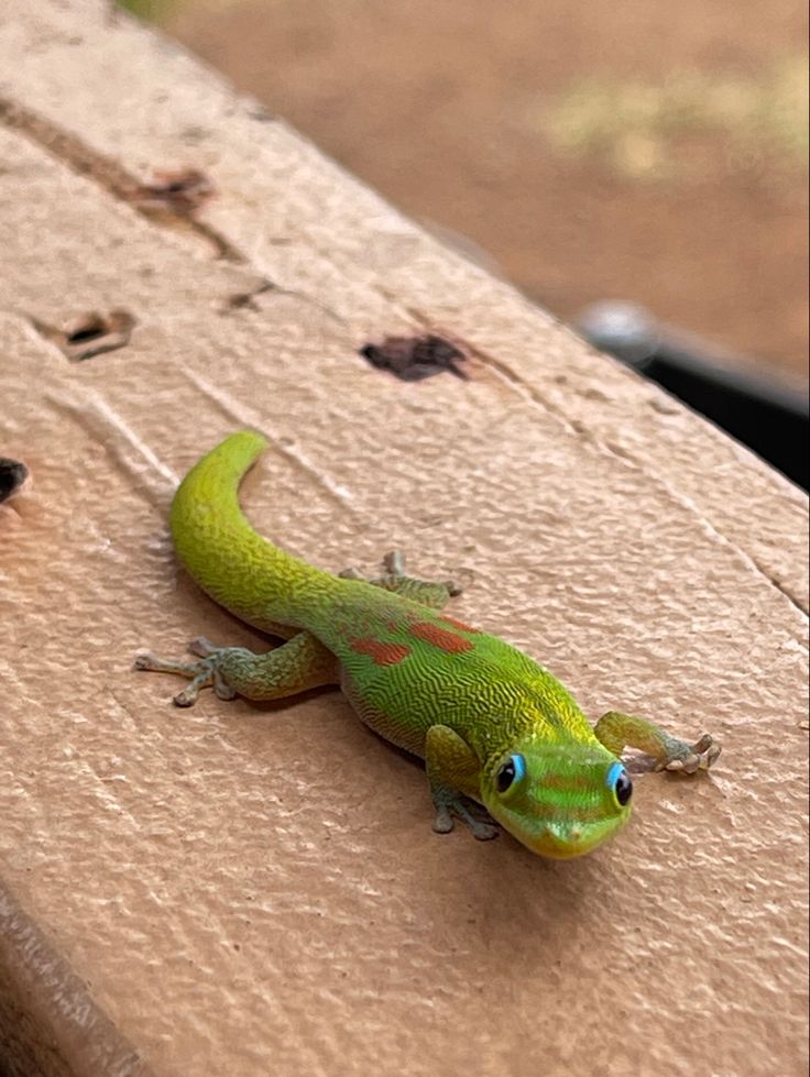 a green lizard sitting on top of a wooden table