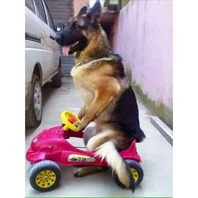 a dog riding on top of a pink toy car