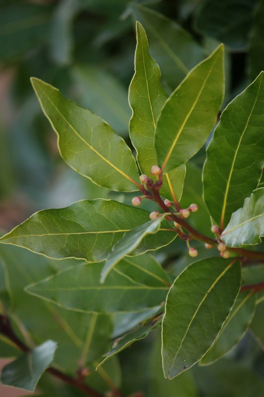 some green leaves and buds on a tree