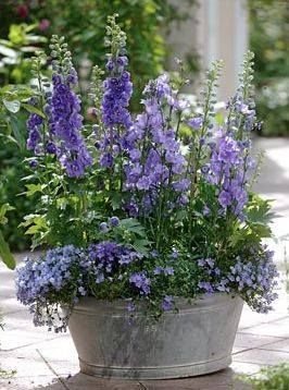 purple flowers are in a pot on the ground