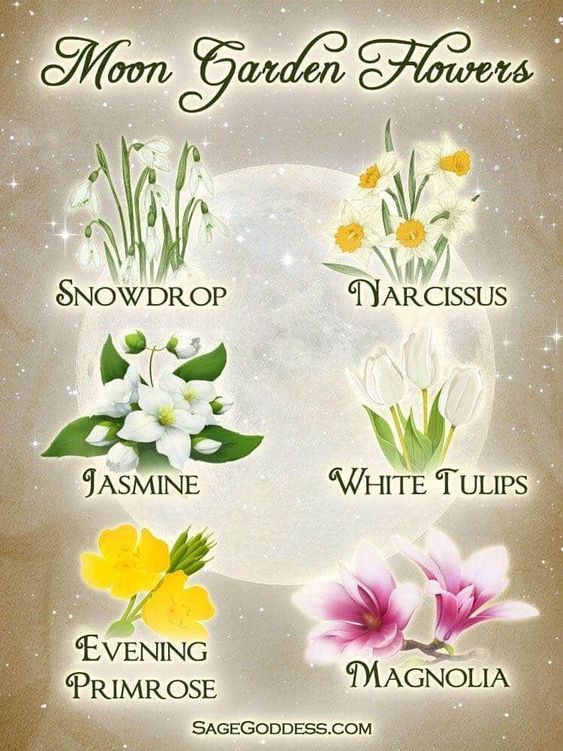 the moon garden flowers are arranged in different colors