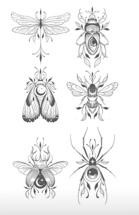 four different types of bugs and moths on white paper with black ink, each one drawn in