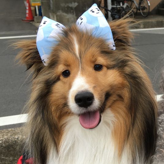 a collie dog with its tongue out and wearing blue bows on it's head