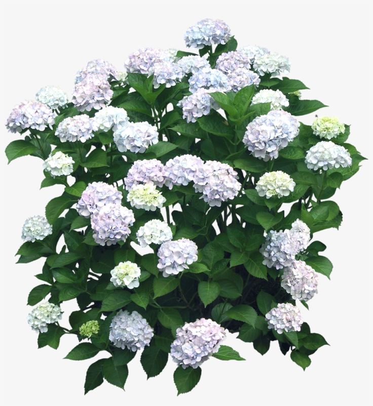 Photoshop Landscape, Hydrangea Tree, Hydrangea Shrub, Pinterest Garden, Hydrangea Bush, Planting Hydrangeas, Planting Shrubs, Garden Elements, White Hydrangea