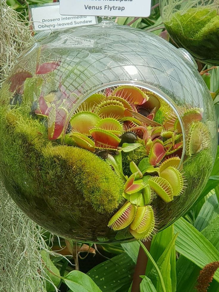 an arrangement of plants in a glass ball with moss growing on the outside and inside