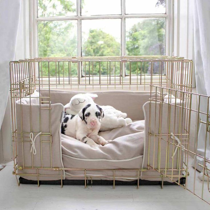 a black and white dog laying on top of a bed in front of a window