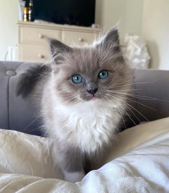 a grey and white cat with blue eyes sitting on top of a bed next to a dresser