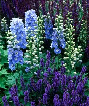 blue and white flowers are growing in the garden