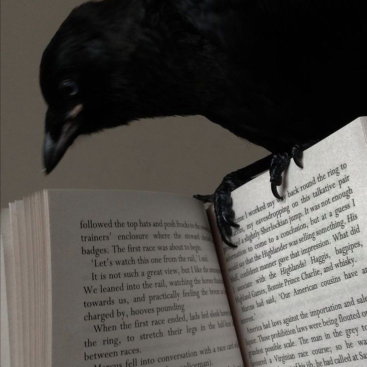 a black bird sitting on top of an open book