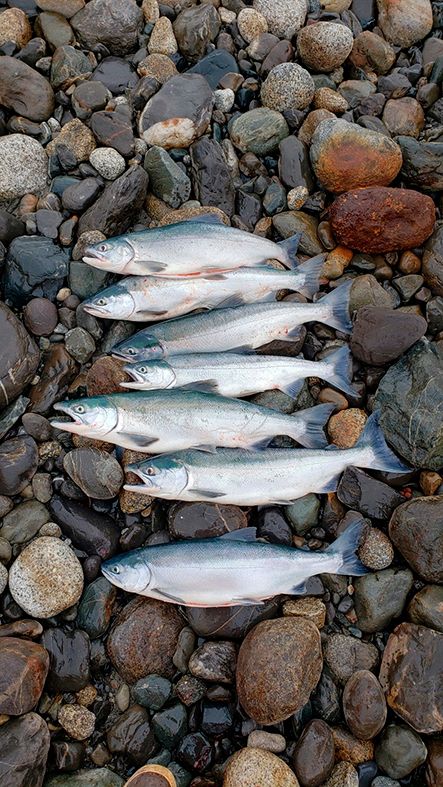 several fish laying on top of rocks and gravel