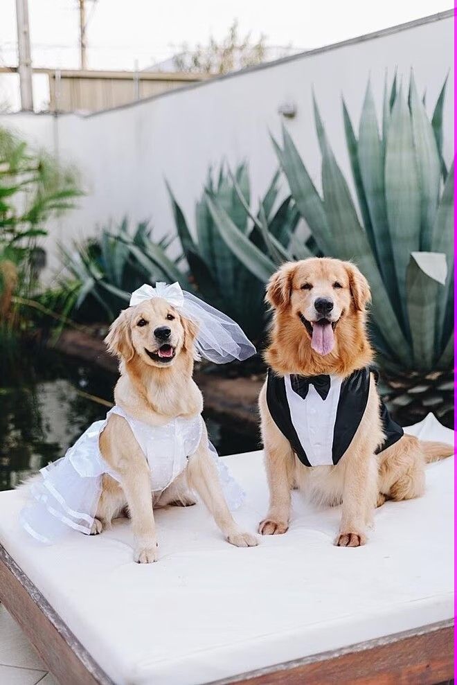 two dogs dressed in wedding attire sitting on a table