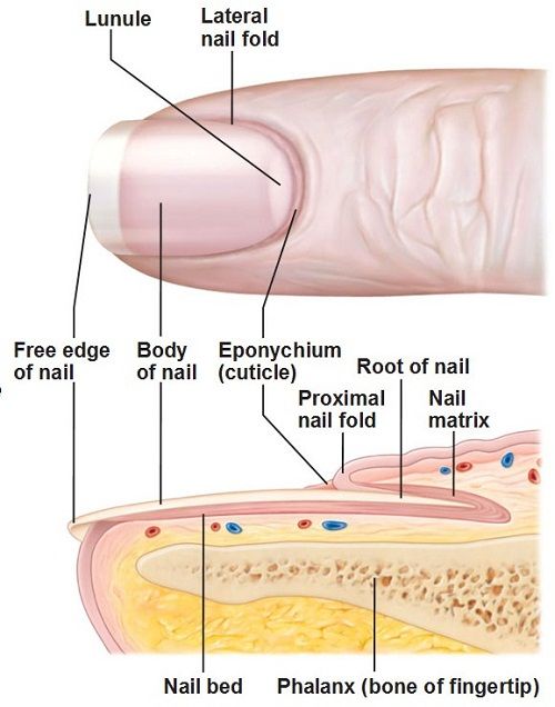 an image of the structure of nail and its corresponding parts labeled in this diagram below