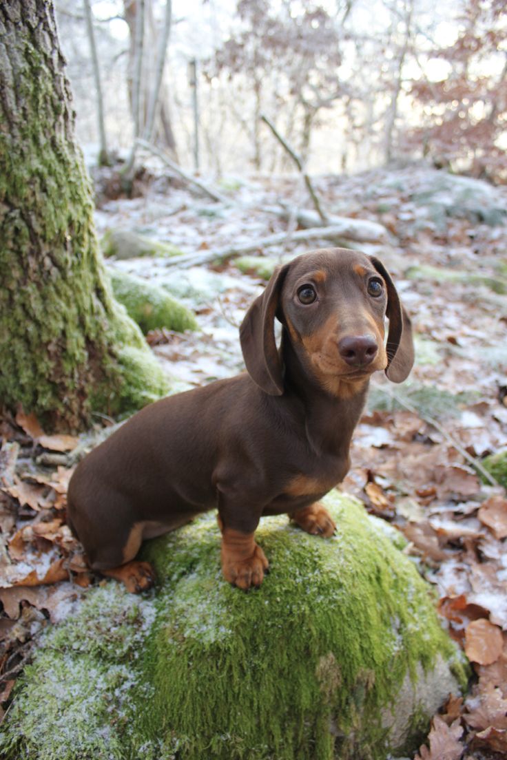 a small brown dog sitting on top of a moss covered rock