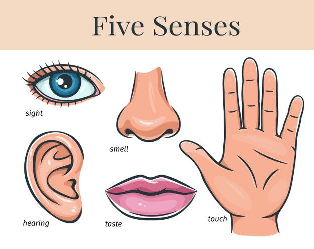 five different types of ear and nose with the words'five sensess'written below