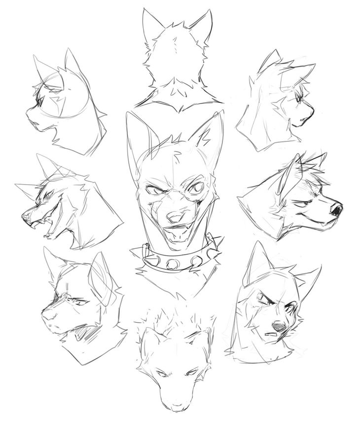 sketches of different heads of foxes and wolfs in various positions, including the head of an