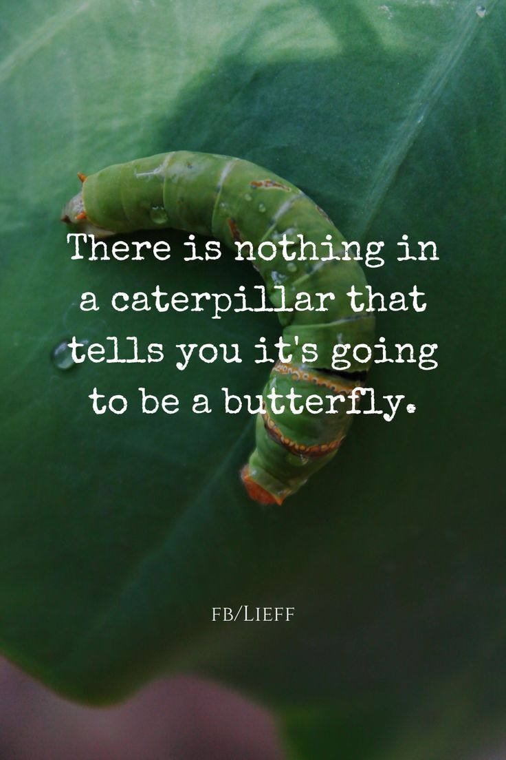 a caterpillar crawling on a green leaf with a quote from fylifeff