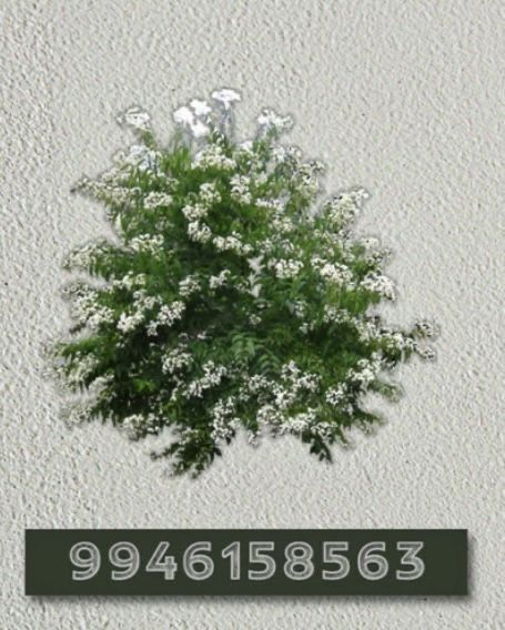 a tree with white flowers in front of a sign that reads 94616583