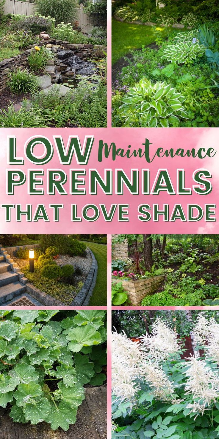 several pictures of different plants and flowers in the garden with text overlay that reads low maintenance perennials that love shade