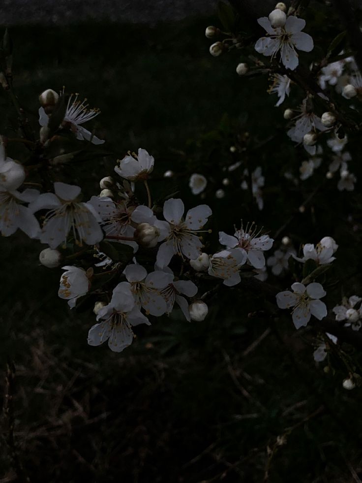 white flowers are blooming on a tree branch