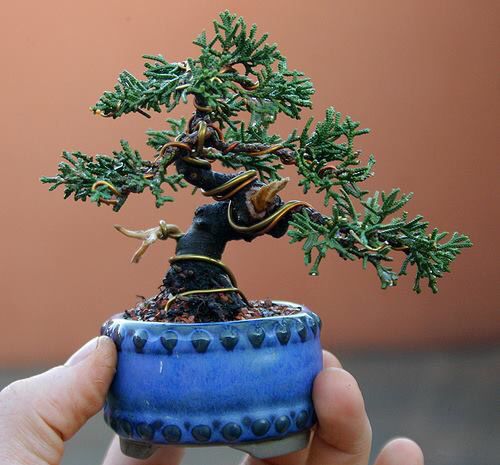 a small bonsai tree in a blue ceramic pot