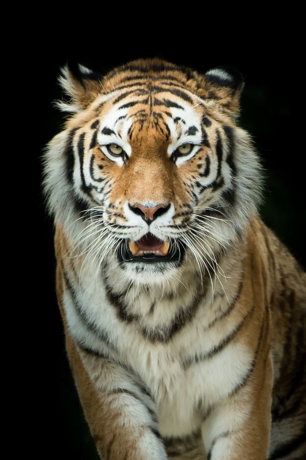 a close up of a tiger on a black background