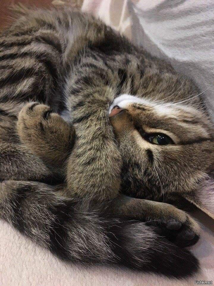 a cat laying on top of a bed next to a white sheet and pillow with its paws curled up