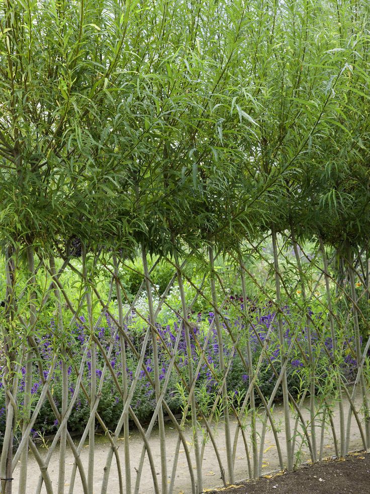 the fence is lined with purple flowers and green plants