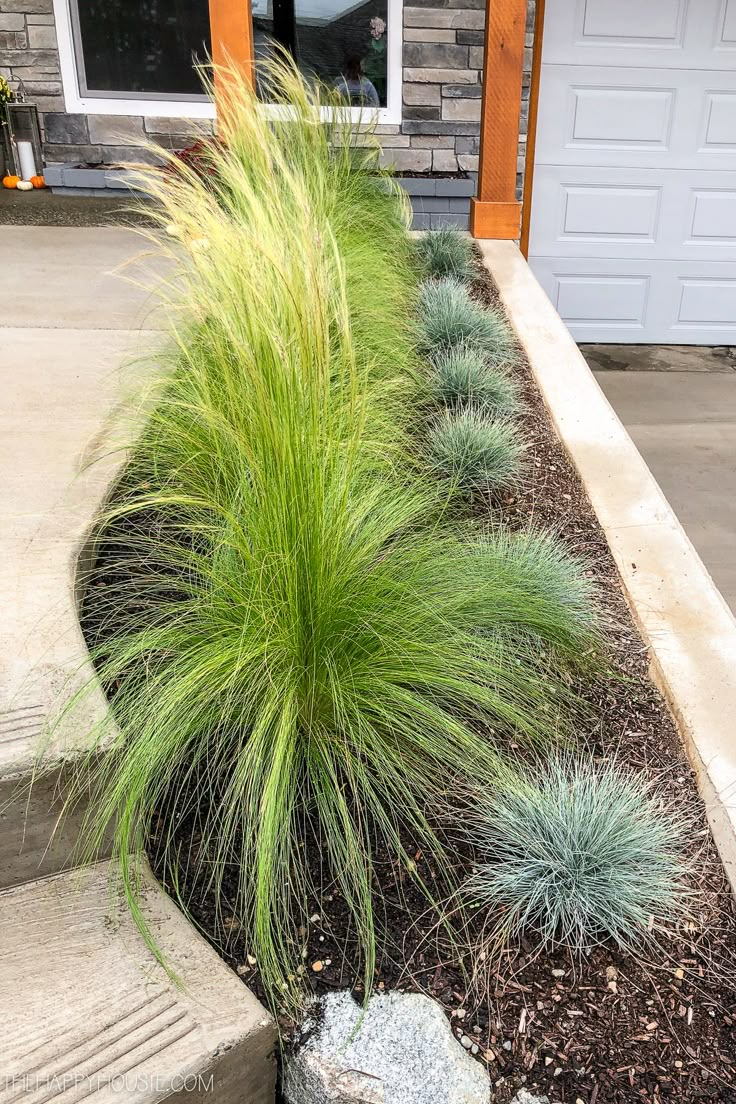 some very pretty plants in front of a house