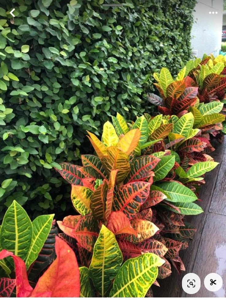 some very pretty colorful plants by the side of a building with lots of green and red leaves