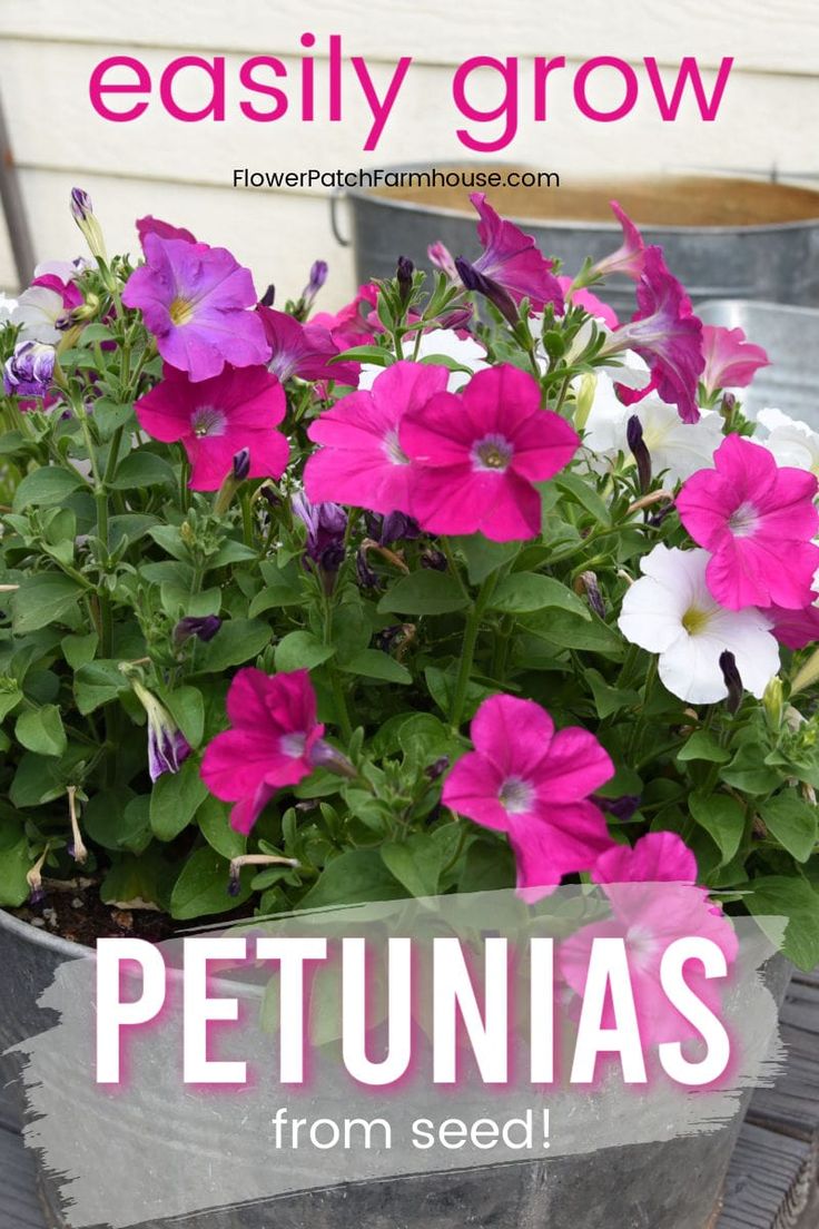 purple and white petunias in a pot with text overlay that reads easy grow