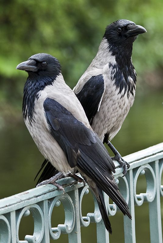 two black and white birds sitting on top of a metal fence next to each other