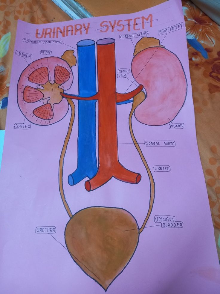 a diagram of the urinary system is shown on a piece of pink paper