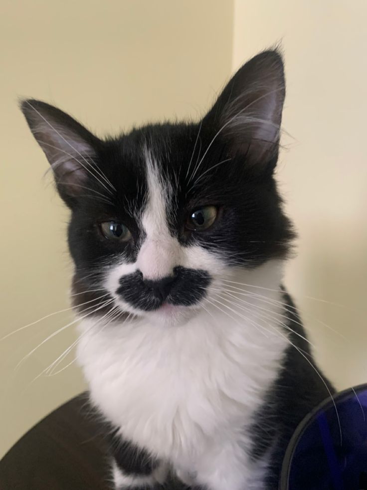 a black and white cat with a moustache on it's face sitting on a table